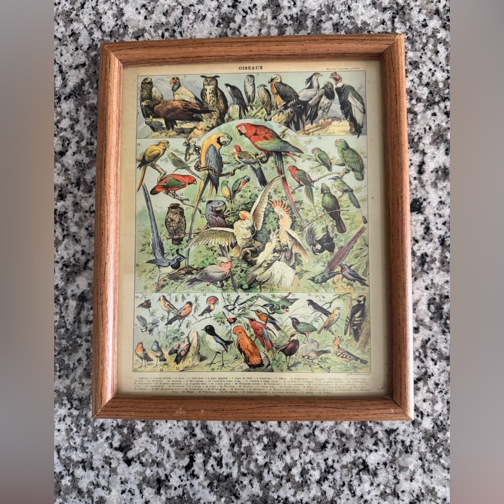 Vintage Bird Illustration Framed Art